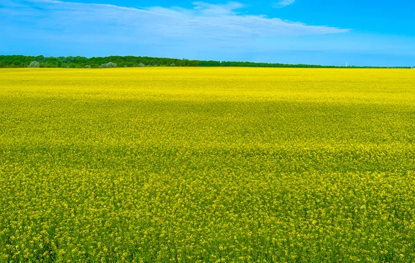 Das Rapsfeld — Stockfoto