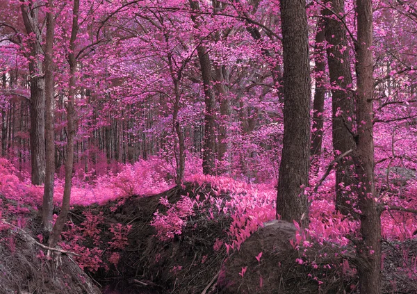 Magické dřevo růžovo fialové — Stock fotografie