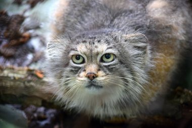Vahşi Kedi Otokolobus Kılavuzu Gizleniyor