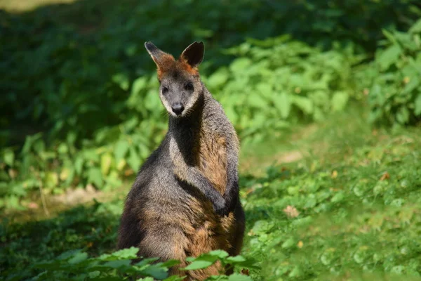 Palude Wallaby Canguro Wallabia Bicolore Curioso — Foto Stock
