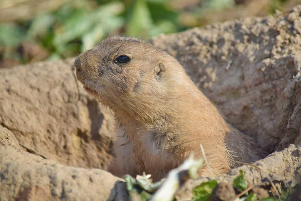 Κοντινό Πλάνο Του Χαριτωμένο Μαύρο Ουρά Prairie Dog Κοιτάζοντας Από — Φωτογραφία Αρχείου