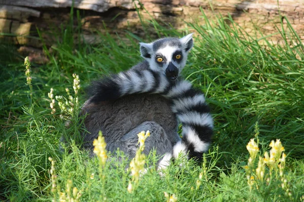 Lemurenkatze Sitzt Auf Gras Der Natur — Stockfoto