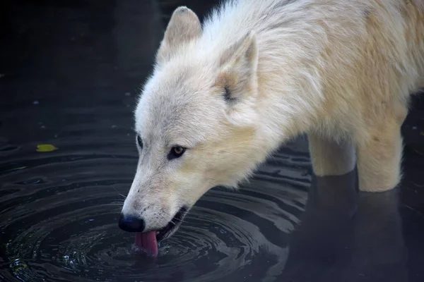 Loup Arctique Blanc Buvant Lac — Photo