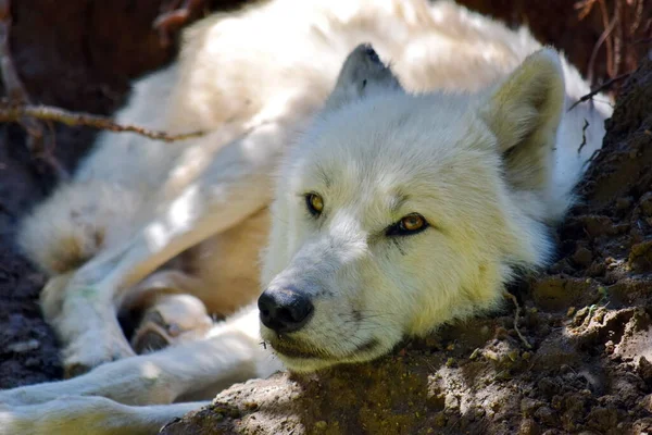 Loup Arctique Blanc Couché Den — Photo