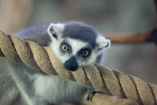 Lemur catta (gyűrűs farkú maki) portréja közelről — Stock Fotó