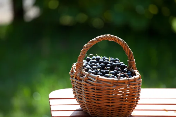 Ripe black currant berries in a basket — Stock Photo, Image