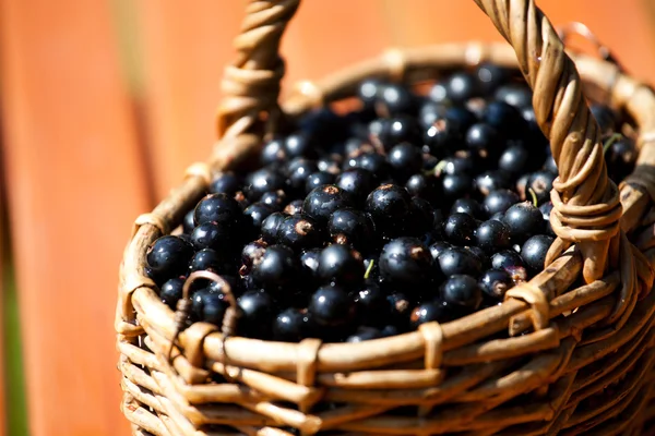 Ripe black currant berries in a basket — Stock Photo, Image