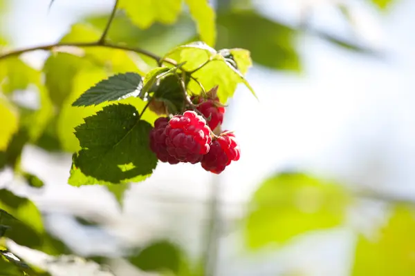 Close-up of the ripe raspberry in the fruit garden — Stock Photo, Image