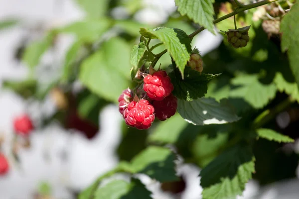 Close-up van de rijpe framboos in de fruittuin — Stockfoto