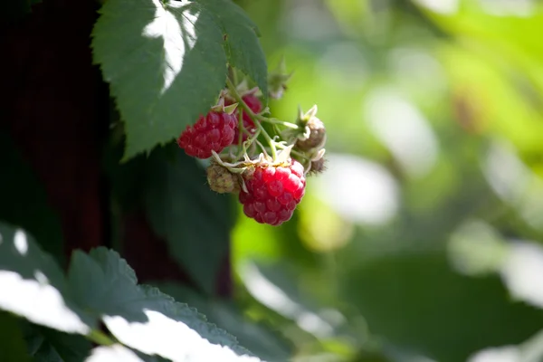 Close-up van de rijpe framboos in de fruittuin — Stockfoto