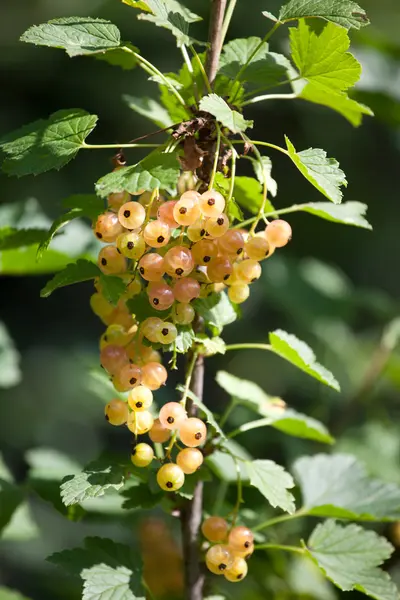 Cluster of white currant berries — Stock Photo, Image