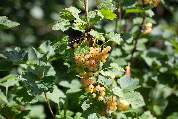 Cluster van witte bessen bessen — Stockfoto