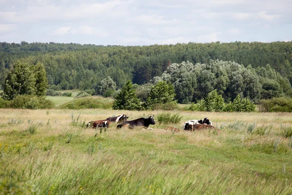 Cows on a summer pasture — Stock Photo, Image