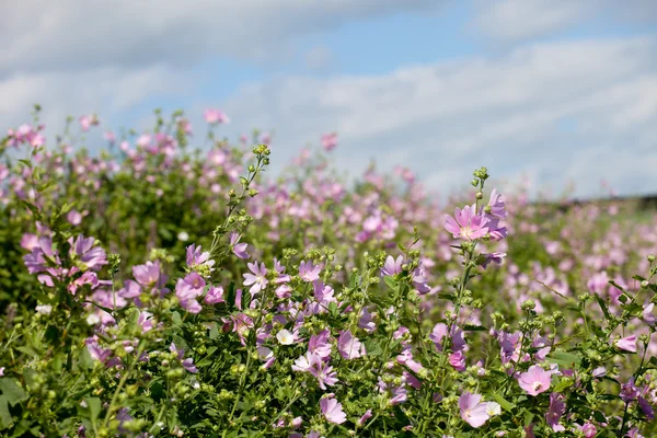 Champ de mauve musquée en fleurs à la lumière de l'été (Malva alcea, cut-lea Images De Stock Libres De Droits