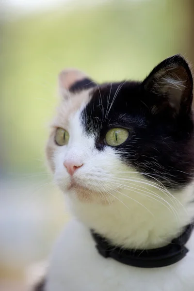 Beautiful calico cat walking grass — Stock Photo, Image