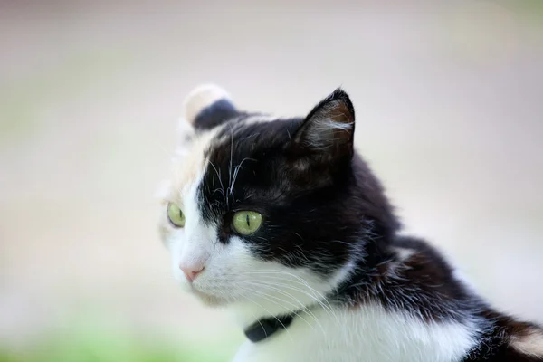 Beautiful calico cat walking grass — Stock Photo, Image
