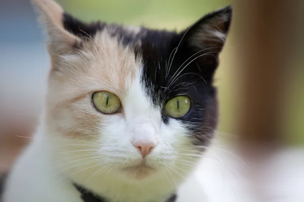 Beautiful calico cat walking grass — Stock Photo, Image