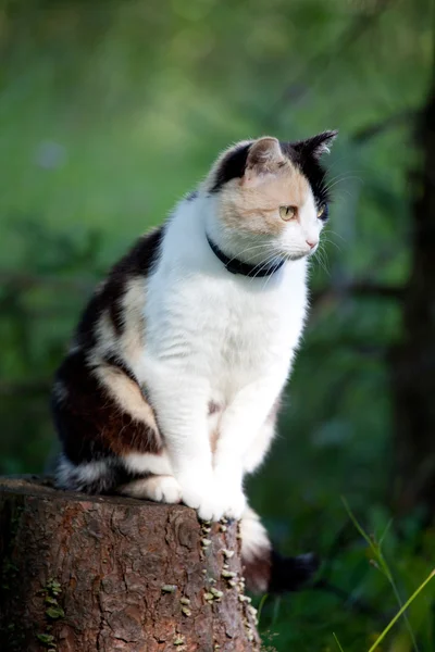 Beautiful calico cat walking grass — Stock Photo, Image