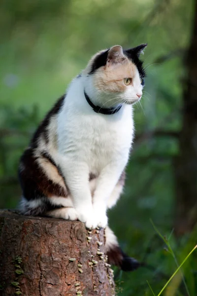 Beautiful calico cat walking grass — Stock Photo, Image