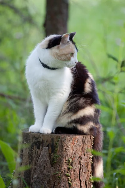 Beautiful calico cat walking grass — Stock Photo, Image