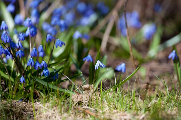 Wood squill (Scilla siberica) flowers soft focus — Stock Photo, Image