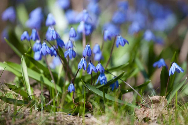 Wood squill (Scilla siberica) flowers soft focus — Stock Photo, Image