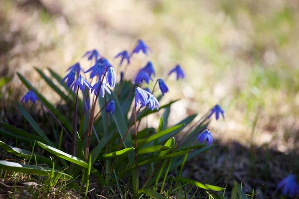 Wood squill (Scilla siberica) flowers soft focus — Stock Photo, Image