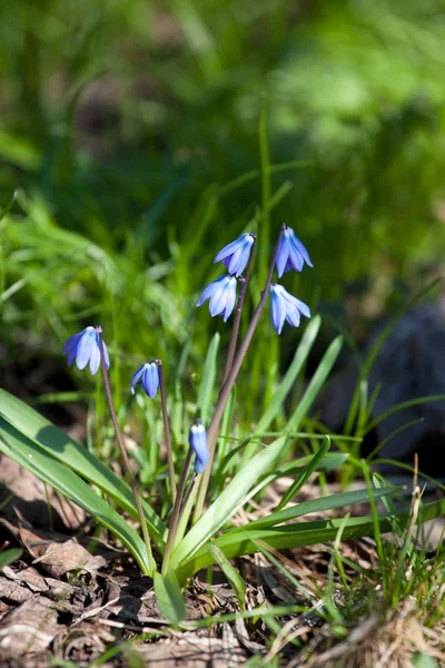 Wood squill (Scilla siberica) flowers — Stock Photo, Image