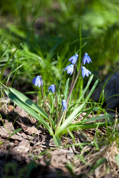 Wood squill (Scilla siberica) flowers soft focus — Stock Photo, Image