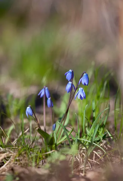 Wood squill (Scilla siberica) flowers soft focus — Stock Photo, Image