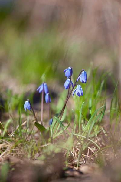 Wood squill (Scilla siberica) flowers soft focus — Stock Photo, Image