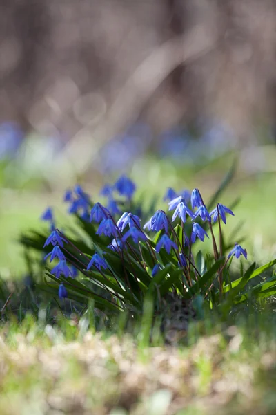 Wood squill (Scilla siberica) flowers — Stock Photo, Image