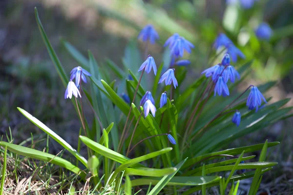 Wood squill (Scilla siberica) flowers soft focus — Stock Photo, Image