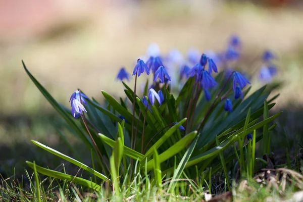 Wood squill (Scilla siberica) flowers soft focus — Stock Photo, Image