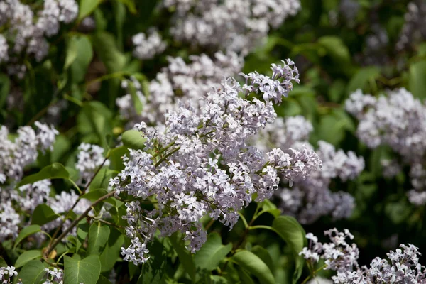 Witte Lila syringa bloemen — Stockfoto