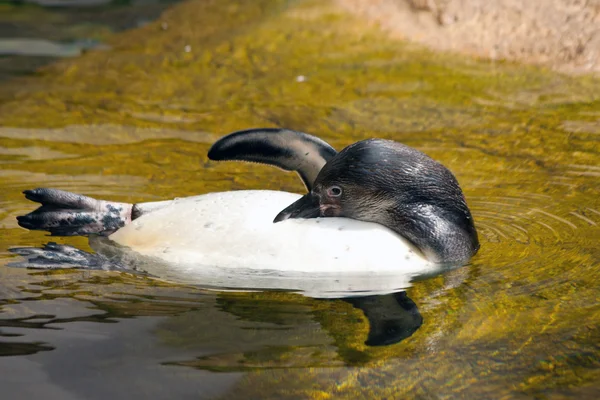 Hayvanat bahçesinde bir yüzme pengum resmini. — Stok fotoğraf