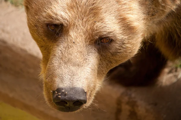 Il volto dell'orso bruno da vicino — Foto Stock