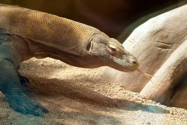 Komodo dragon's hoofd close-up — Stockfoto