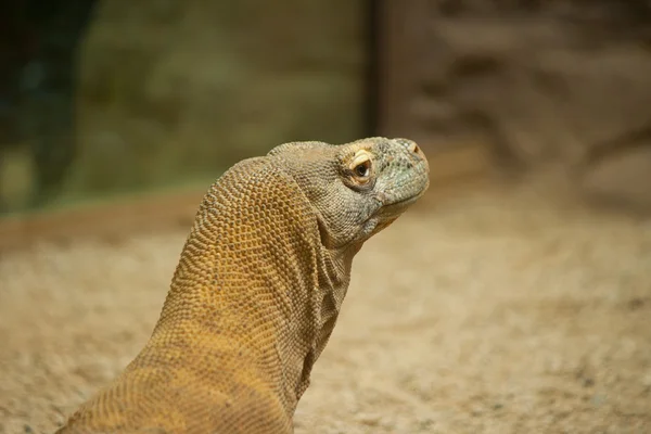 Komodo dragon hlavou zblízka Stock Fotografie