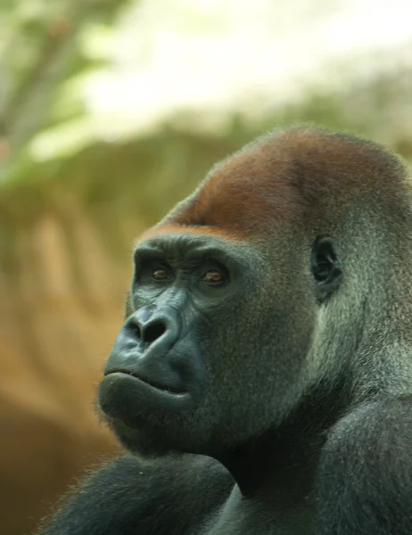 Porträtt av en manliga silverback gorilla — Stockfoto