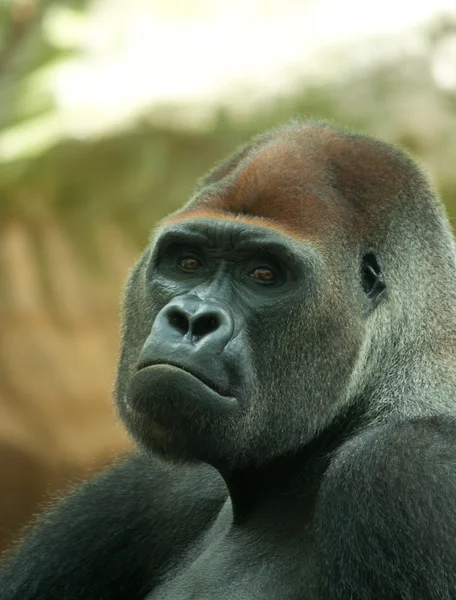 Retrato de un gorila dorso plateado macho — Foto de Stock