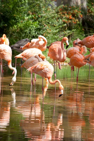 Een koppel van roze flamingo's en weerspiegeling in het water. — Stockfoto