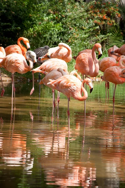 Een koppel van roze flamingo's en weerspiegeling in het water. — Stockfoto