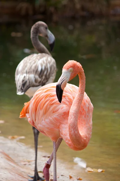 Roze flamingo en wandelen door het water — Stockfoto