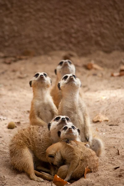 Family of curious meercats — Stock Photo, Image