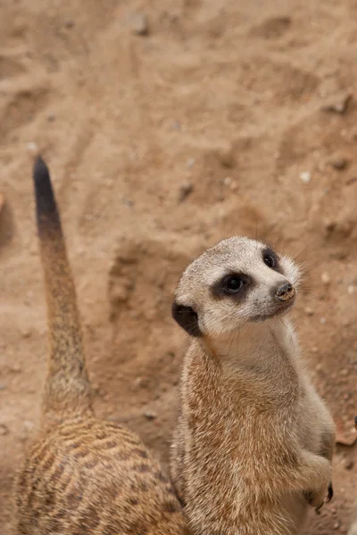 好奇心が強い meercat — ストック写真