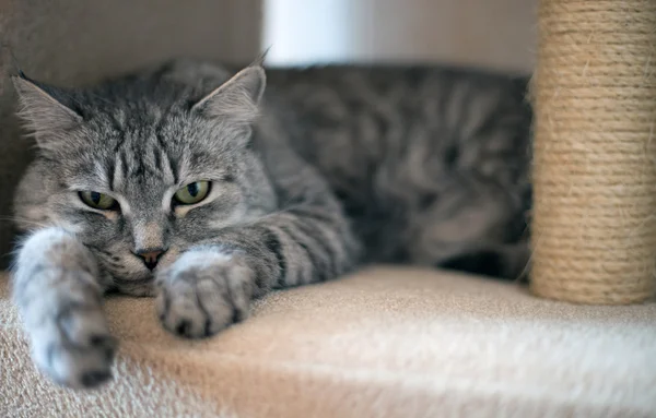 Grey tabby cat lookking into camera — Stock Photo, Image