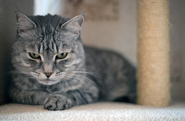 Grey tabby cat looking — Stock Photo, Image