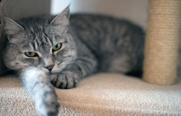 Grey tabby cat resting down — Stock Photo, Image