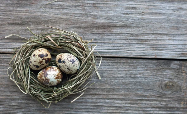 Quail eggs in a straw nest — Stock Photo, Image